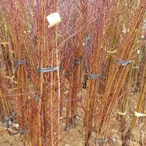 복숭아(백도) 서왕모 특묘목 1주 _ 2023659EA, 본상품선택, 1개