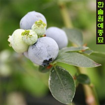 블루베리 (듀크/레가시/한나스초이스/챈들러) 4년생포트 과실수 유실수, 03 한나스초이스(4년생)-5치포트