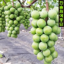 샤인머스켓 청포도(망고포도) 삽목 묘목, 02. 삽목2년 포트