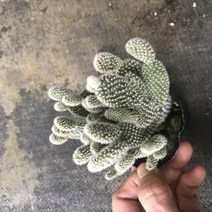 다육식물 200여종 다육 식물 최다종 화분, 다육식물_백도선, 1개