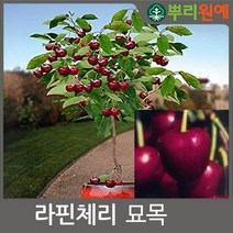 체리 나무 묘목 라핀체리 2년생