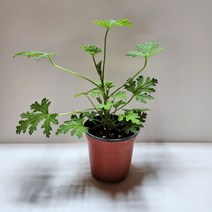 구문초화분, 구문초, 1개
