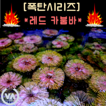 [수초폭탄] 통큰 반값할인!!! 붉은수초의 기본 레드 카붐바 (35촉) / 쉬운수초 초보수초