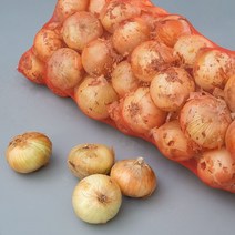 직거래농민장터 국내산 아삭아삭 햇 양파 요리용 장아찌용, 1박스, 햇 양파 상 5kg