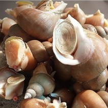 백골뱅이 백고동 동해항 산지직송 살아있는 자연산 생 골뱅이 당일조업, 1kg