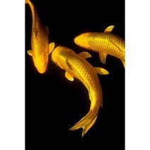 세로형 우드 직소퍼즐 기운이 넘치고 복을 부르는 잉어도 연꽃 그림 스트레스 해소 집순이 취미 성인용 감압 장난감, f, 500조각