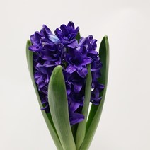트리앤 향이좋은 튤립구근 Tulip 수선화 히야신스 백합 구근 야생화 튜울립구근 수선화 구근 튜울립 봄꽃, 06. 히야신스(보라)) 1개