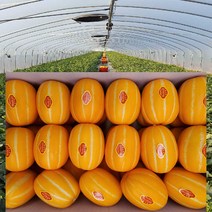 [ 산지직송 공주네 ] 성주참외 당도선별 꿀 참외 1kg 2kg 4kg 5kg 10kg 가정용 선물용 참외, 1box, 01.참외 가정용/ 소과(꼬마과) 1kg