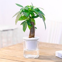 자동급수 화분/벽화분 미니 베란다 인테리어 화분, 자동급수 화분 화이트