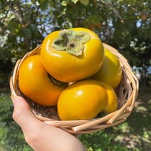 달콤한 가을제철 부유 단감 진영 밀양 창원 5kg 10kg, 소과