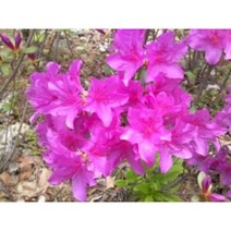 자산홍묘목 30주