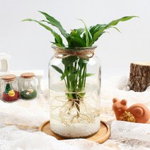 [바보사랑] 미미네가든 자동급수 구문초 화분 키우기세트, 상세 설명 참조, 상세 설명 참조