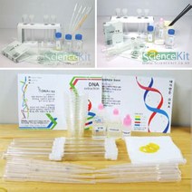 DNA 추출실험 디엔에이 전해질 생명 과학 실험키트 식물세포 동물세포 4인 10인 세트, 식물세포 10인세트