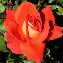 목하원예조경 장미나무 묘목 고급 사계장미 땅장미 정원장미 (레카토) 개화주 망포트