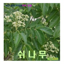 희귀종자 쉬나무 씨앗 50립, 1개