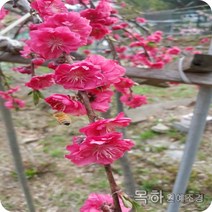 목하원예조경 꽃복숭아나무 묘목 (홍도화) 개화주 분
