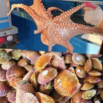 [산지직송] 전남 고흥 활문어1kg+가리비1kg 세트(문어3-4미/가리비25미내외)