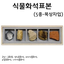 식물화석표본 5종/과학 실험 키트 교구 도구 만들기