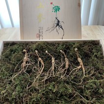 아리랑산양산삼 7년근 10뿌리 산삼 산양산삼 산양삼 설선물 부모님선물 건강증진 원기회복 자체재배관리 직접채심발송