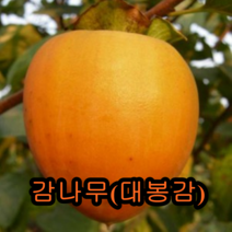 대봉감(홍시)나무 3년결실주 나무 묘목 감나무