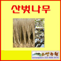 (G소망)산벚나무묘목 실생1년 20그루