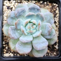 다육king 먼로 다육식물 선인장 (단일상품)