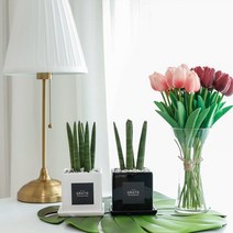 그라토 스투키 미니화분 실내공기정화식물 산세베리아, 화이트+쇼핑백, 1개
