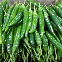 새벽들 오이고추 특품(1kg 3kg 5kg), 1box