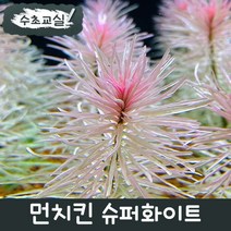 [수초교실] 포인트수초 먼치킨 슈퍼화이트 1촉