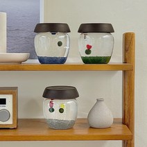 단지 동동이 마리모 키우기 DIY 세트, 투명색, 스마일