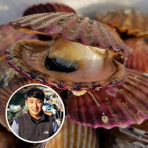 하고잽이수산 브러쉬세척 통영 체철 가리비 홍가리비 (조개칼.회초장증정), 1kg