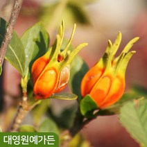 치자나무 열매치자 꽃나무 포트, 02. 열매치자 7치포트