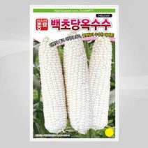 슬로시 슬로시 옥수수씨 옥수수 씨앗 초당 백초당 얼룩초당, 백초당옥수수100립