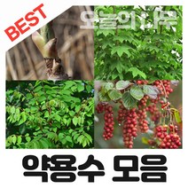 합리적 가격의 우수한 약용수 나무묘목 판매(두릅 음나무 헛개나무등), 03.엄나무(가시있는 음나무)묘목 상묘