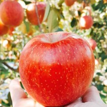 ★쭈니파파몰★ 포천사과 한탄강사과 썬애플 홍로 5kg 13-15과 운악산사과 주상절리사과 프리미엄