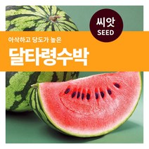 마이플랜트 달타령 수박 씨앗 30립, 단품없음