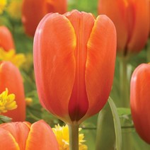 우리화훼종묘 튤립구근-트리플A(트리플에이), 5개