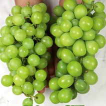 스테비아급샤인머스켓 특등품1kg 청포도 샤인머스켓, 샤인머스켓 1k 알소