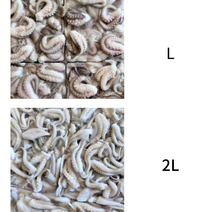 냉동 절단 쭈꾸미 L/2L 가정용 1팩 900g [베트남], 손질 필요없는 절단쭈꾸미 L