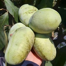 고창 냉동 포포나무열매 5kg /이색과일, 단품