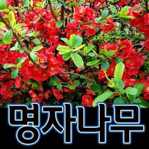 순희농장 명자나무 60cm 화분 1개 명자나무묘목 정원수 조경수, 명자나무 60센치전후  (화분 1개)