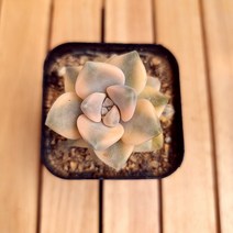 살구미인금 키우기 예쁜 다육식물1-30 랜덤, 단품, 1개