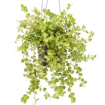 실내공기정화식물 틸란드시아 이오난사 디시디아 행잉플랜트, 18.밀리언하트(그린), 02.디시디아