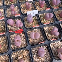 (공주네다육이화원) 루비 리톱스 랜덤