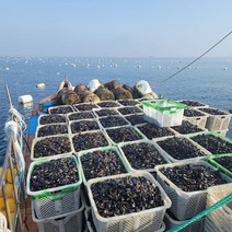 [해성수산]여수 국내산 세척손질홍합 5kg