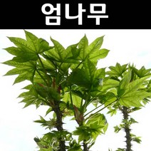 엄나무 묘목 포트 3개/특용수/약용수