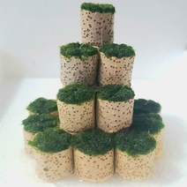 모스볼활착 버섯왕국 중