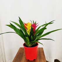 하늘꽃농원 구즈마니아 삼색체리 중품 공기정화식물, 1개