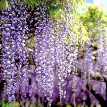 신품종 등나무 묘목 (웅야 ) H1.0전후, 1개