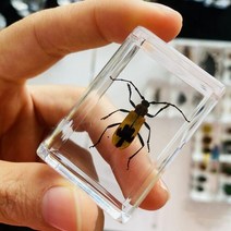 조각품 명확한 수지 문진 견본에있는 각종 곤충, 25 25